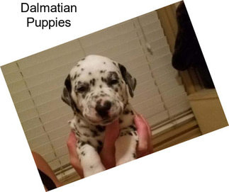 Dalmatian Puppies