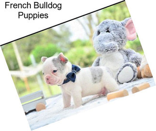 French Bulldog Puppies