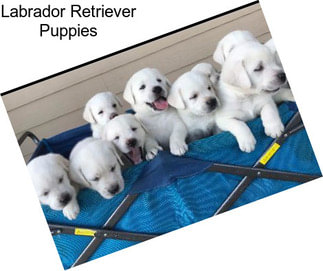 Labrador Retriever Puppies