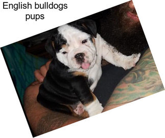English bulldogs pups