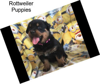 Rottweiler Puppies