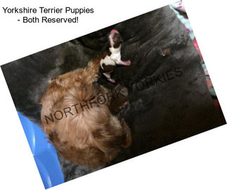 Yorkshire Terrier Puppies - Both Reserved!