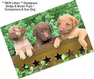 ** NEW Litters ** Deadgrass, Sedge & Brown Pups * Companions & Gun Dog