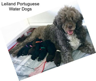 Leiland Portuguese Water Dogs