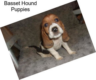 Basset Hound Puppies