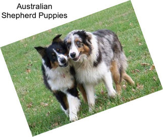 Australian Shepherd Puppies