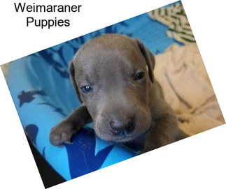 Weimaraner Puppies