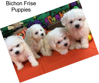 Bichon Frise Puppies