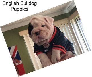 English Bulldog Puppies