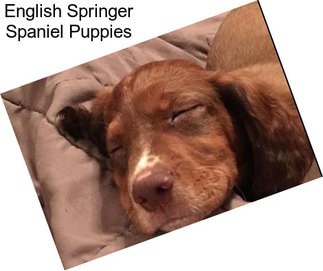 English Springer Spaniel Puppies