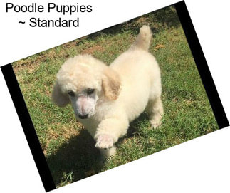 Poodle Puppies ~ Standard