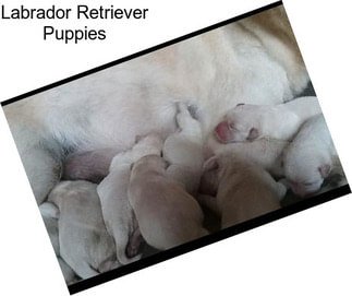 Labrador Retriever Puppies