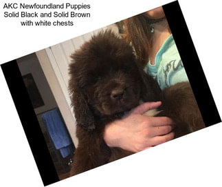 AKC Newfoundland Puppies Solid Black and Solid Brown with white chests