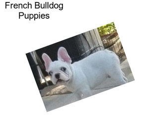 French Bulldog Puppies