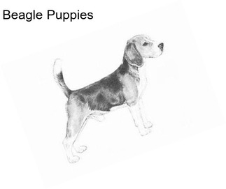 Beagle Puppies