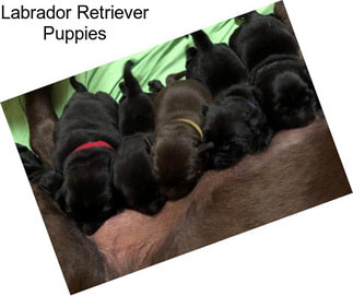 Labrador Retriever Puppies