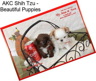 AKC Shih Tzu - Beautiful Puppies