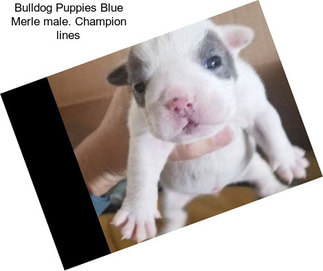 Bulldog Puppies Blue Merle male. Champion lines
