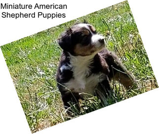 Miniature American Shepherd Puppies