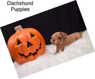 Dachshund Puppies