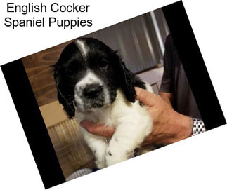 English Cocker Spaniel Puppies