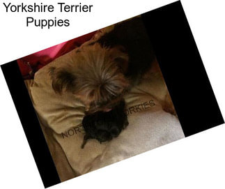 Yorkshire Terrier Puppies