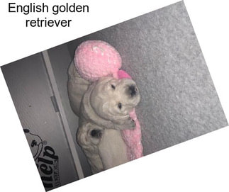 English golden retriever