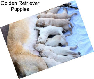 Golden Retriever Puppies