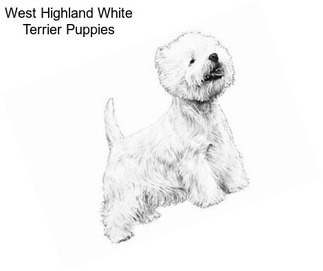 West Highland White Terrier Puppies