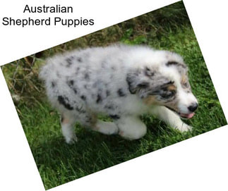 Australian Shepherd Puppies