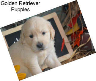 Golden Retriever Puppies