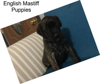 English Mastiff Puppies