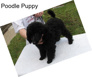 Poodle Puppy