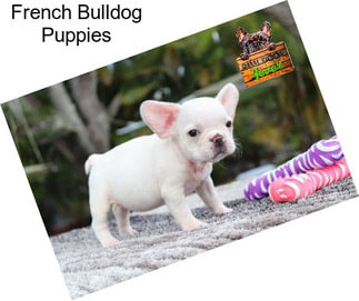 French Bulldog Puppies