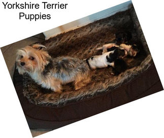 Yorkshire Terrier Puppies