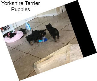 Yorkshire Terrier Puppies