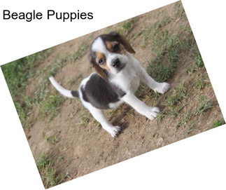 Beagle Puppies