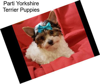 Parti Yorkshire Terrier Puppies