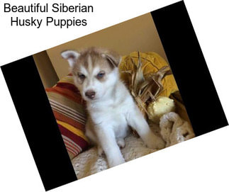 Beautiful Siberian Husky Puppies