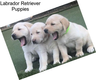 Labrador Retriever Puppies