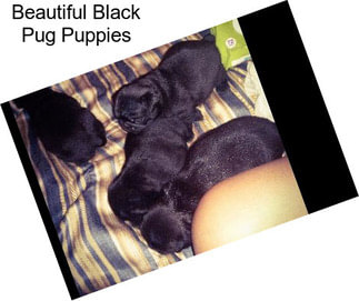 Beautiful Black Pug Puppies