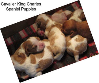 Cavalier King Charles Spaniel Puppies