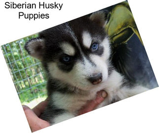 Siberian Husky Puppies