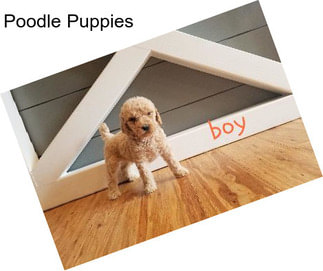 Poodle Puppies