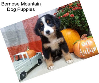 Bernese Mountain Dog Puppies