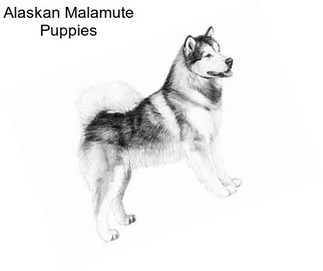 Alaskan Malamute Puppies