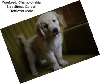 Purebred, Championship Bloodlines, Golden Retriever Male