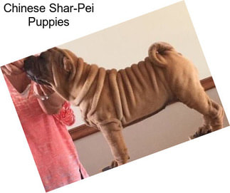 Chinese Shar-Pei Puppies