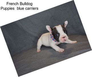 French Bulldog Puppies  blue carriers