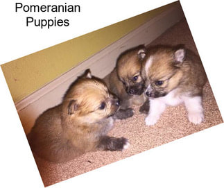 Pomeranian Puppies